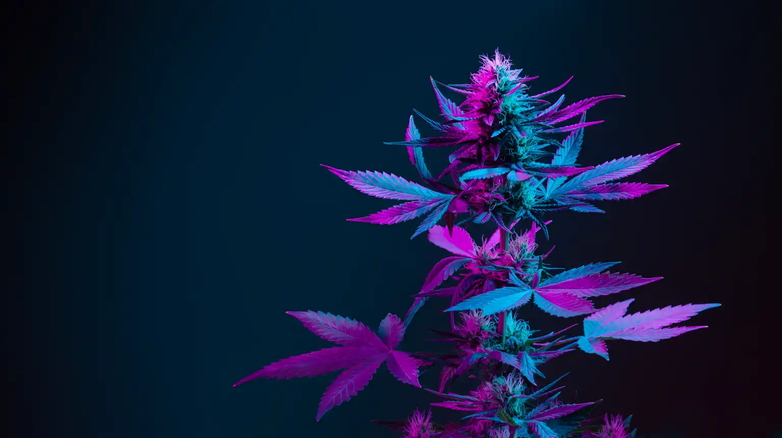 Společnost Aurora Cannabis je v prostředí volatility trhu slibná