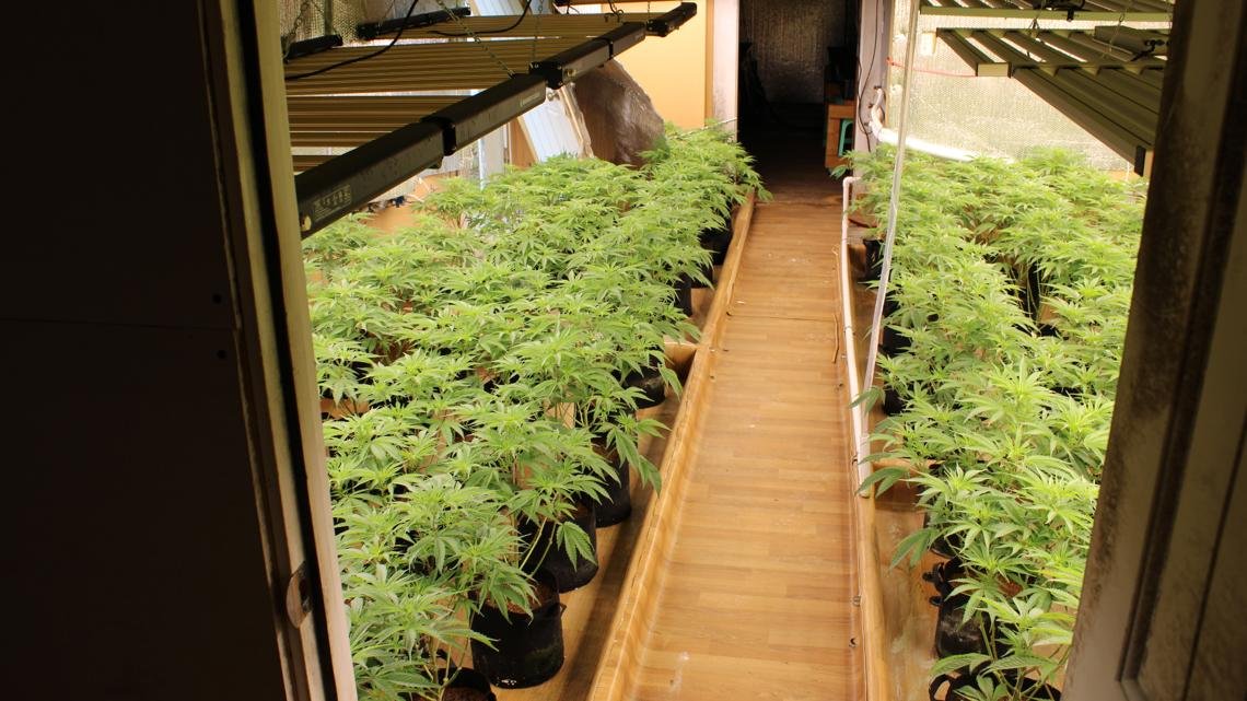 Authorities seize over 700 illegal cannabis plants in Maine
