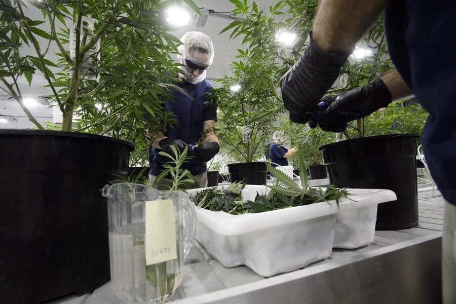 Beena Goldenberg retires as CEO of Organigram Global
