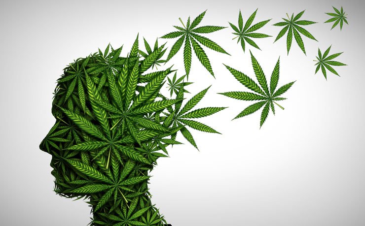 Společnost IM Cannabis dokončila transakci se společností Focus a získala $2,3 milionu EUR