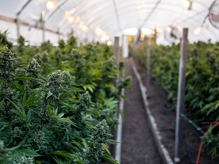 Federal Judge Strikes Down Oregon Cannabis Union Law