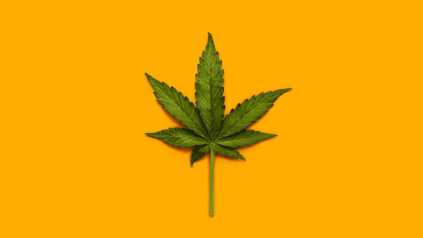 Alibi Cannabis aus Oregon expandiert in den New Yorker Markt