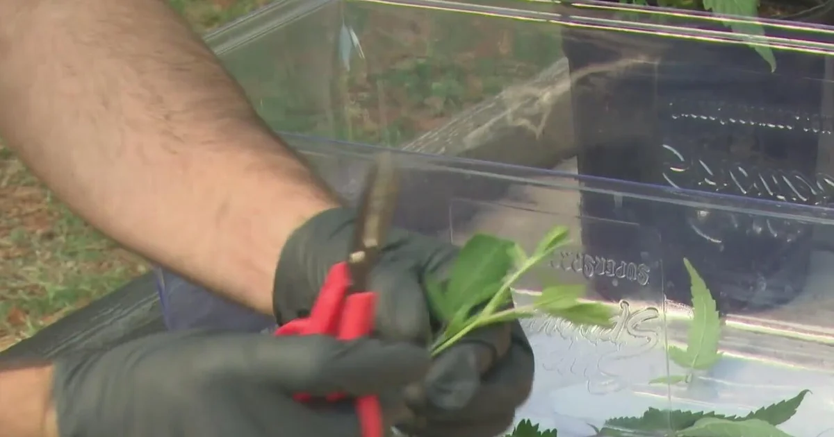 Cal State East Bay lanza un programa de certificación de cannabis