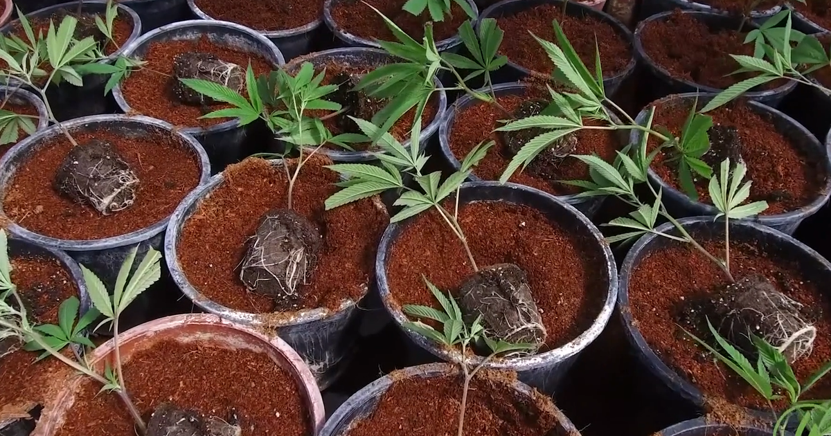 Cal State East Bay se asocia para certificar a profesionales del cannabis