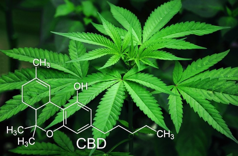Cannabisforschung zeigt gesundheitlichen Nutzen und notwendige Regulierung