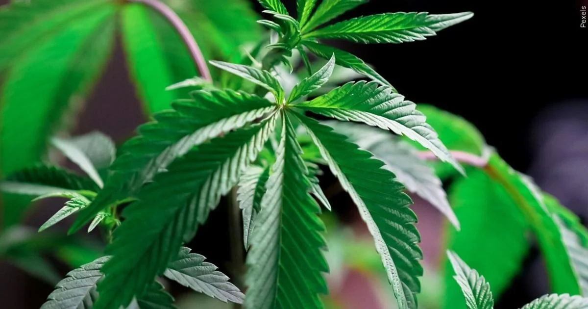 Městská rada v Eastonu obnovila návrh zákona o legalizaci konopí