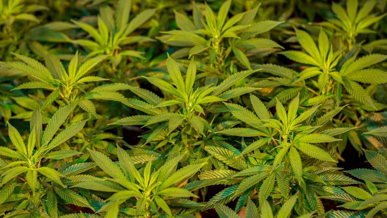 Eight Key Skills for Successful Cannabis Growers