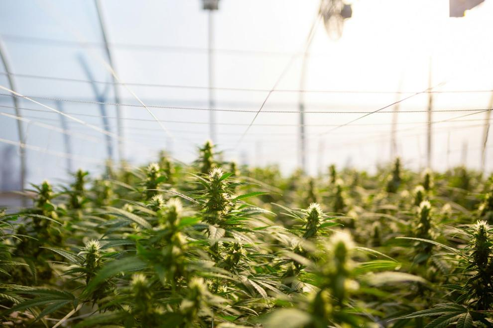 Massachusetts lawmakers push for stricter hemp product regulations