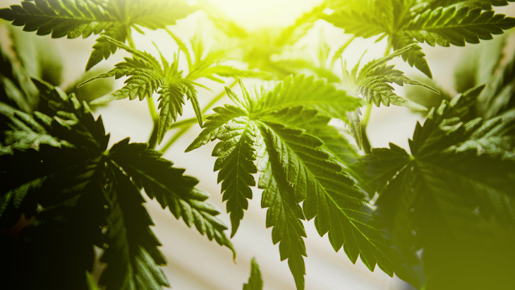 Meta-Analysis Finds Oral Fluid Testing Inadequate for Cannabis Impairment