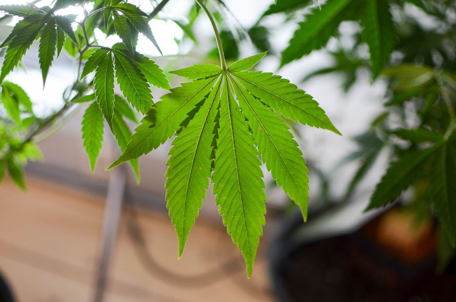 Der Senat von New Hampshire lehnt in dieser Sitzung alle Marihuana-Gesetze ab