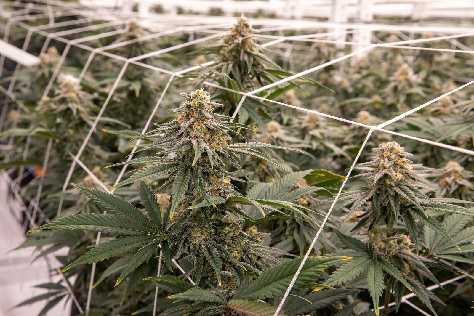New Jersey dispensaries offer eighth-ounce cannabis for $20