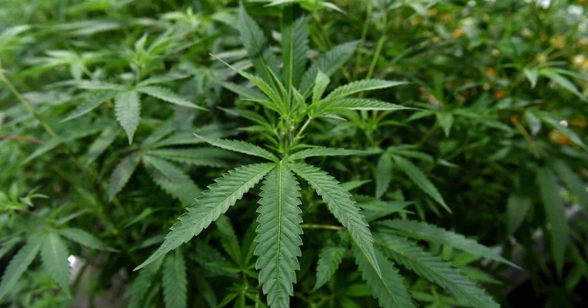 Newyorské okresy zpochybňují proces rozdělování konopné daně