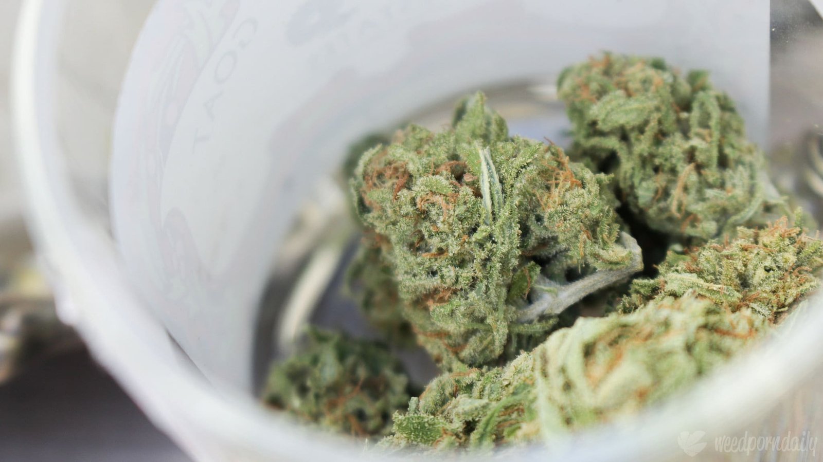 Gesetzentwurf aus Oregon erlaubt Cannabisunternehmen, Produkte bei Veranstaltungen zu probieren