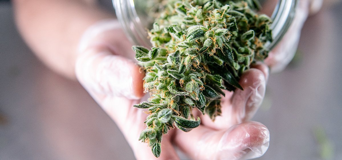 Das Repräsentantenhaus von Oregon billigt Gesetzesentwurf zur Probenahme von Cannabisprodukten