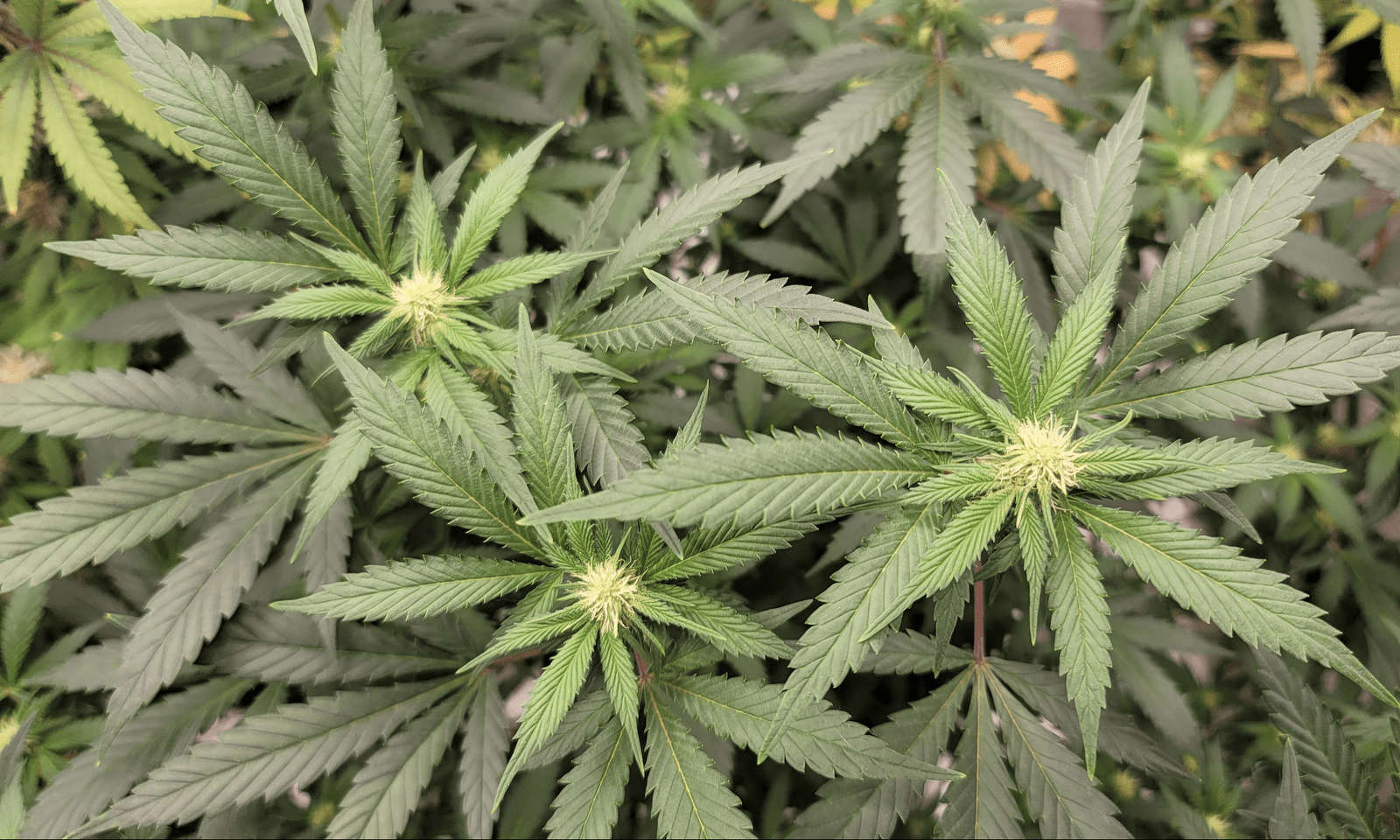 Gesetzgeber in Pennsylvania suchen nach Kompromiss bei Cannabisgesetz