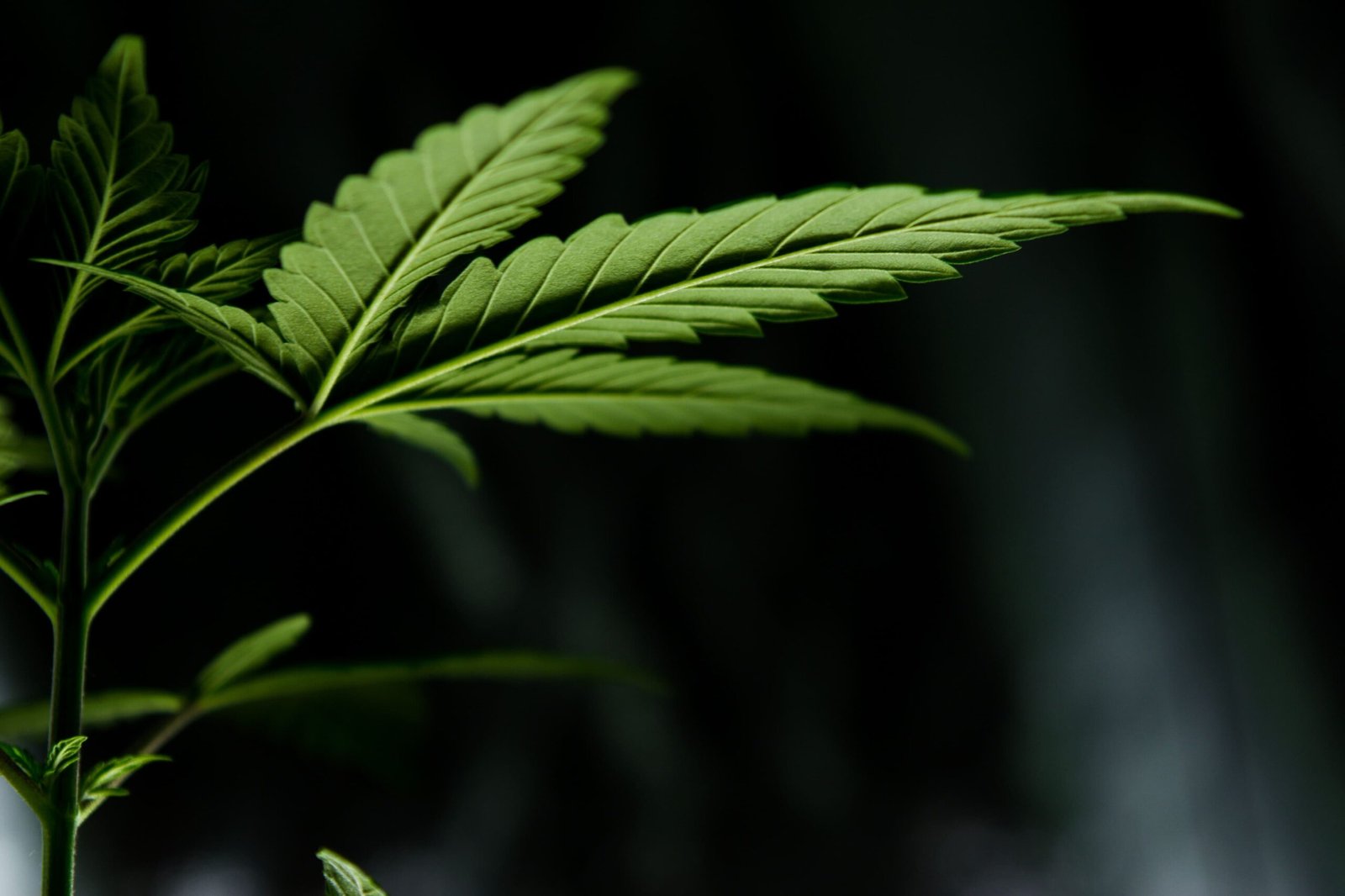 Senator von Pennsylvania schlägt neues Gesetz zur Legalisierung von Cannabis vor