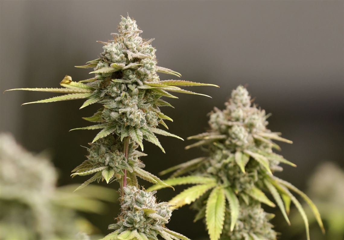 Senatoren aus Pennsylvania schlagen neue Cannabis-Aufsichtsbehörde vor
