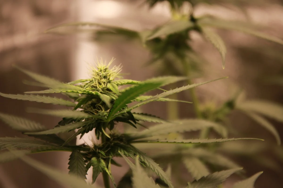 Police Pursue Burglars Attempting to Break into Long Beach Dispensary