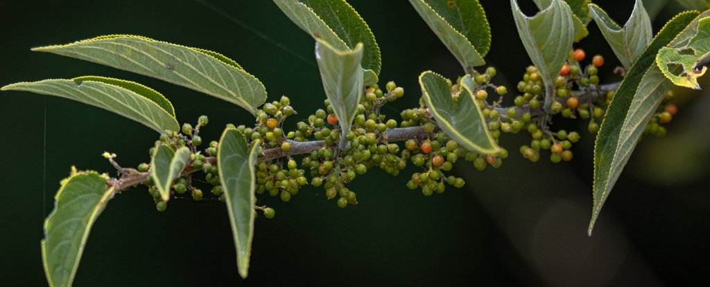 Scientists find CBD in common Brazilian plant Trema micrantha