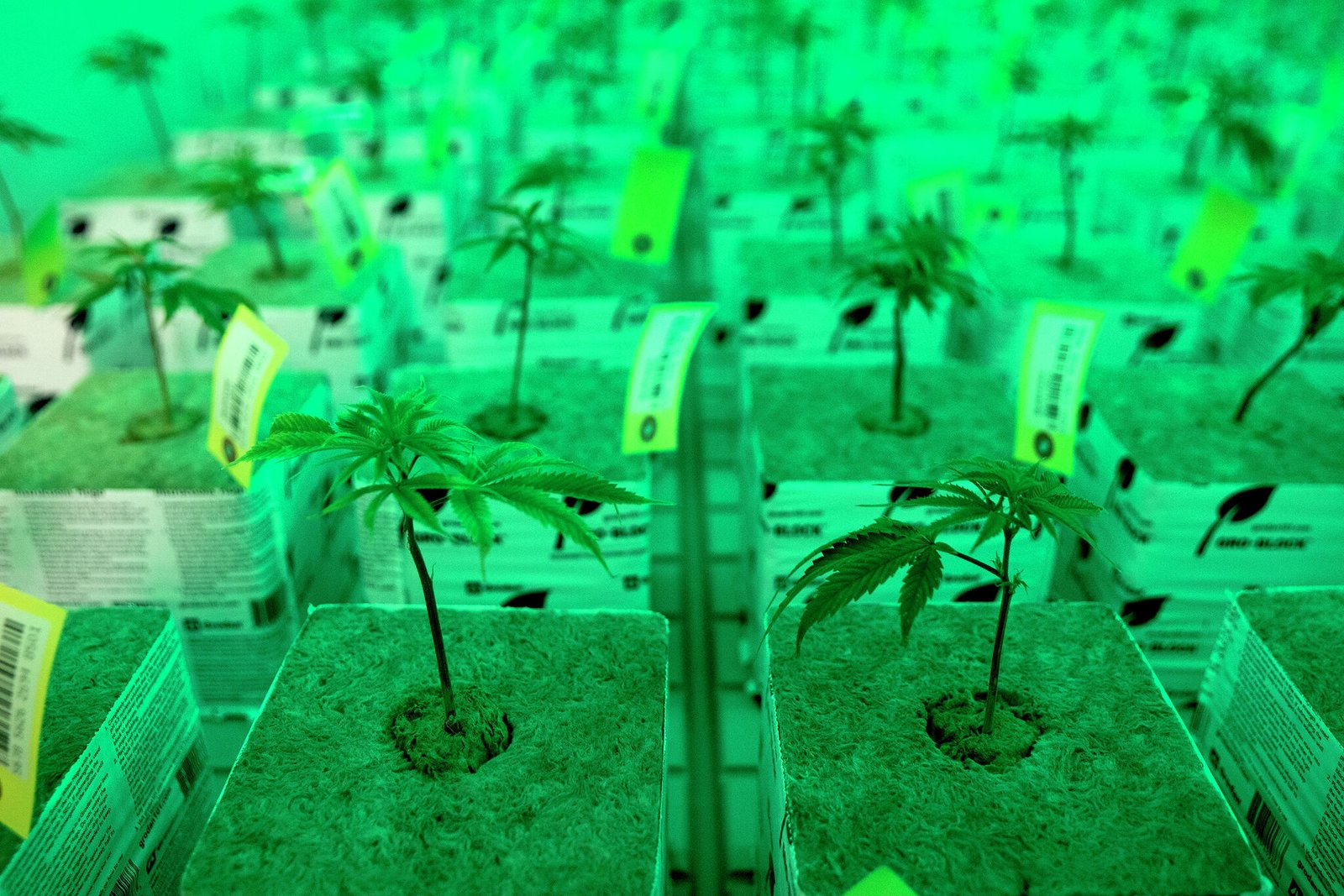 Texas lawmakers approve medical cannabis access for chronic pain