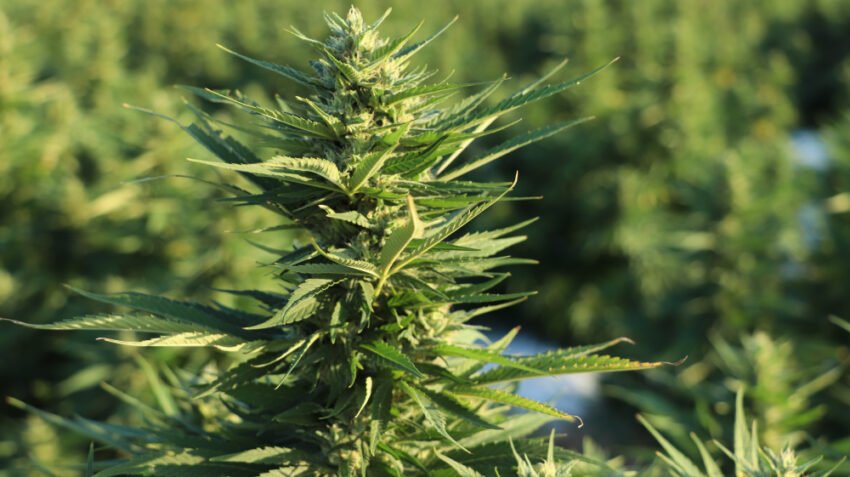 Großbritannien ist führend bei Cannabisexporten, während der Zugang beschränkt bleibt