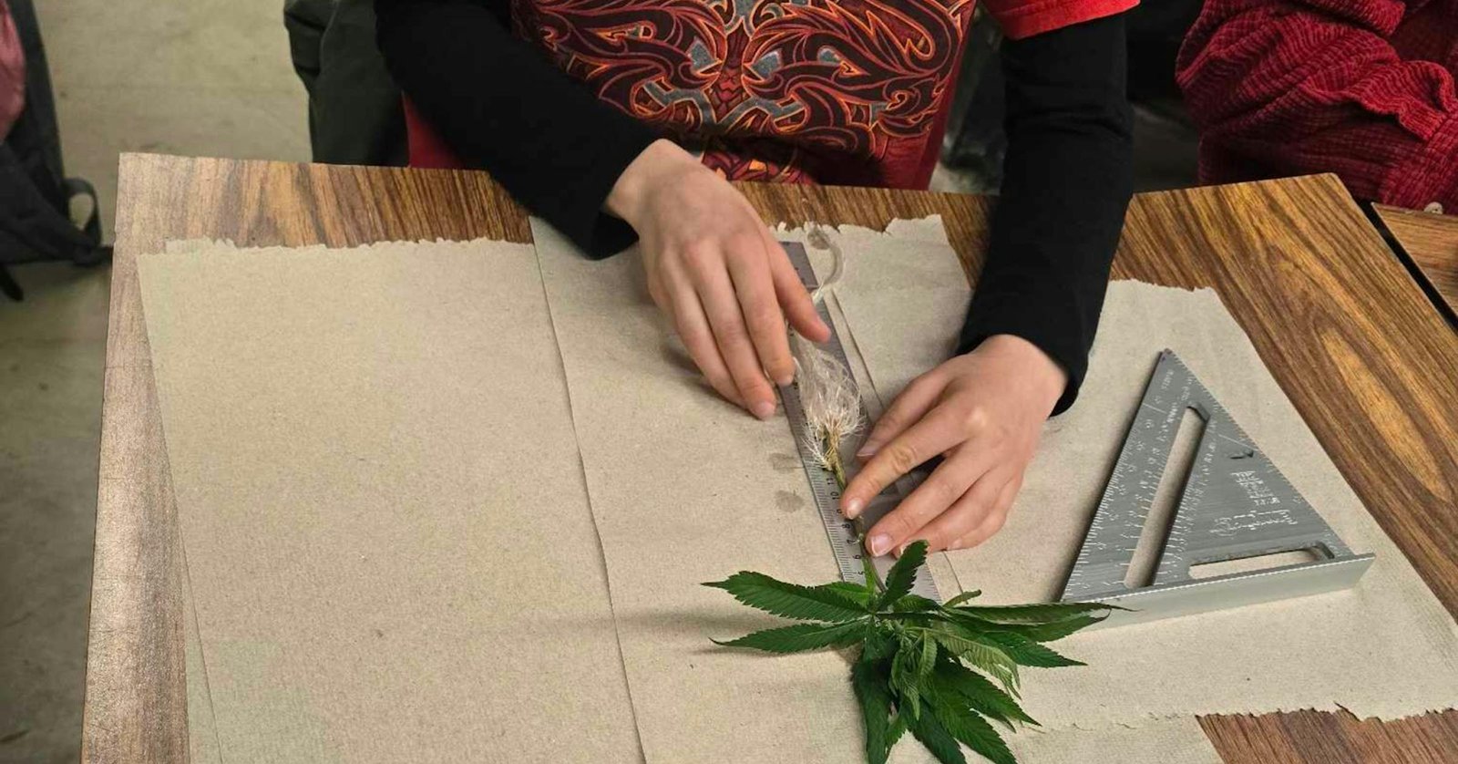 University of Minnesota expands cannabis research and education
