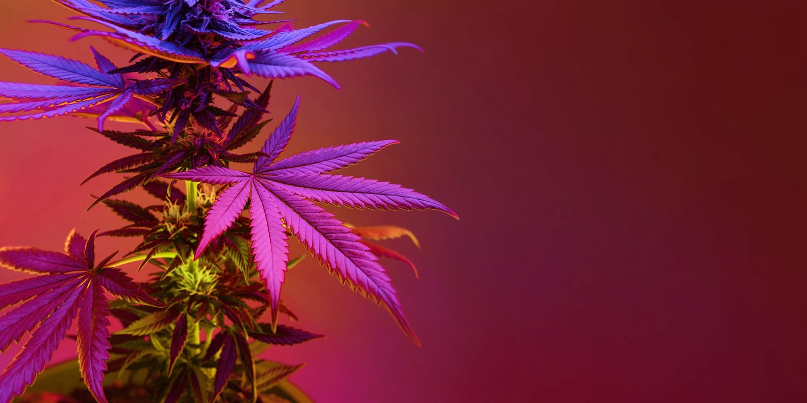 La Universidad de Las Vegas organiza una mesa redonda sobre el cannabis y el juego en 2025