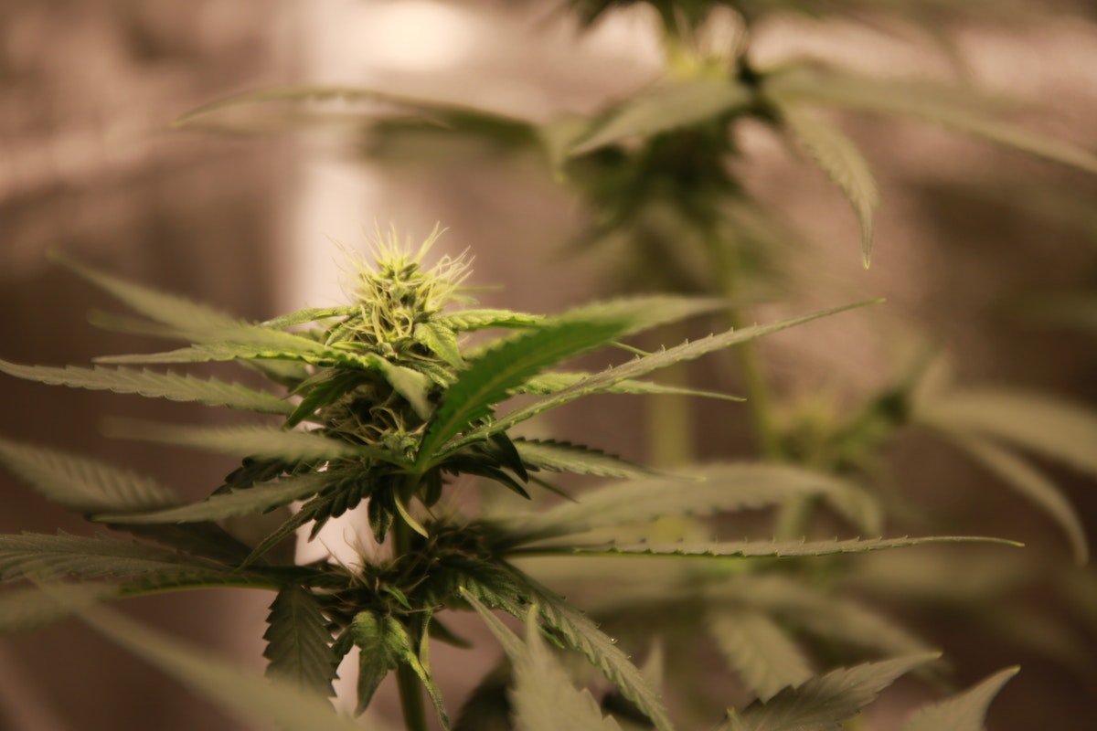 Společnost Aurora Cannabis hlásí rekordní příjmy a EBITDA za rok 2025