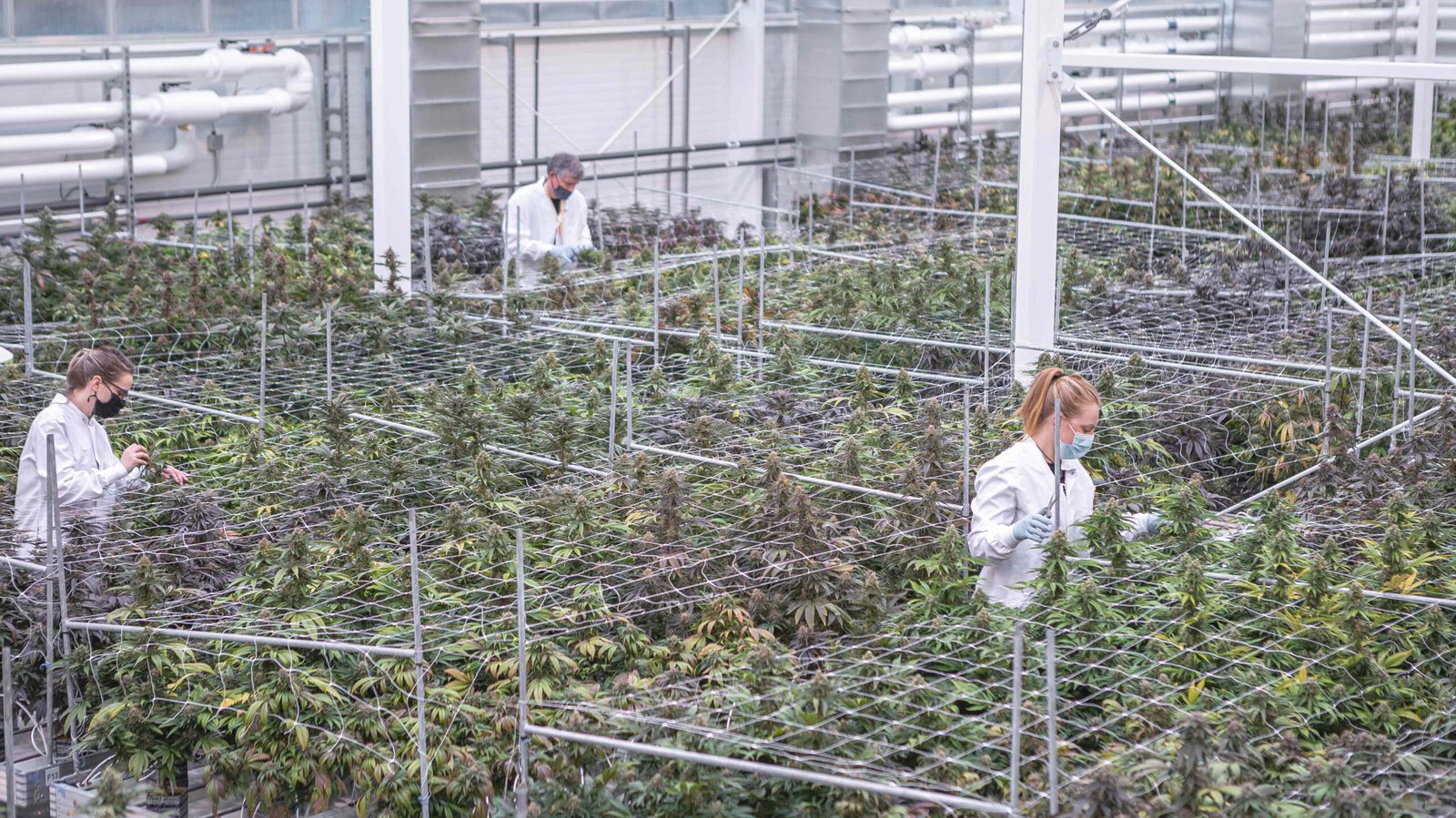 Aurora Cannabis Stock Drops Amid Decline in International Sales