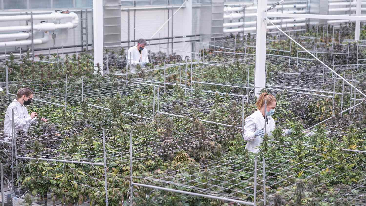 Aurora Cannabis stock drops as international sales decline