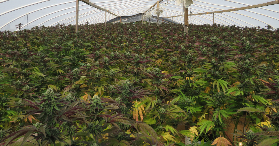 Behörden beschlagnahmen über 1.500 Cannabispflanzen in Cave Junction