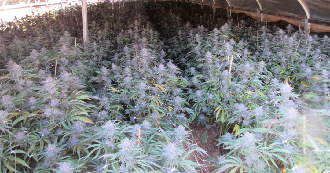 Behörden beschlagnahmen über 7.000 illegale Cannabispflanzen in Oregon