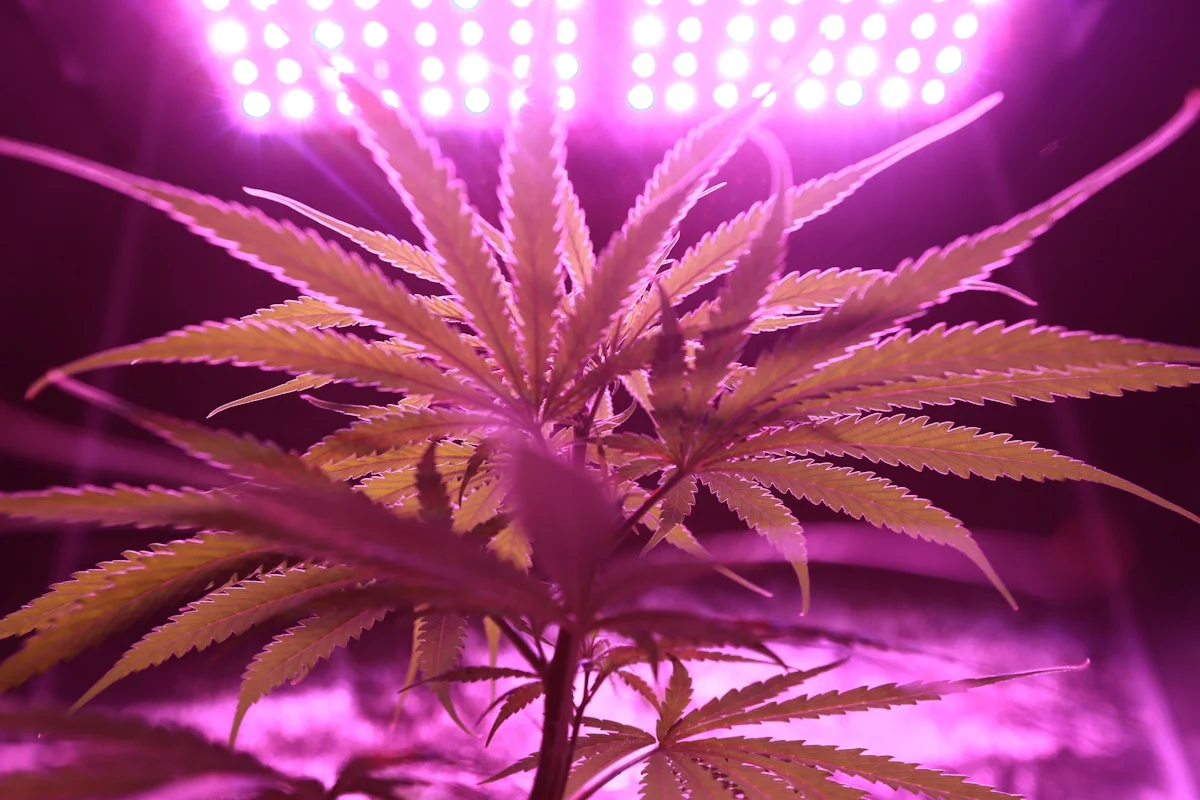 British Columbia Launches New Cannabis Products Timeline