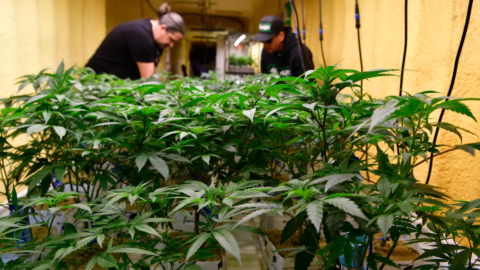 Generalstaatsanwalt kann Cannabis mit einer Unterschrift wieder zulassen