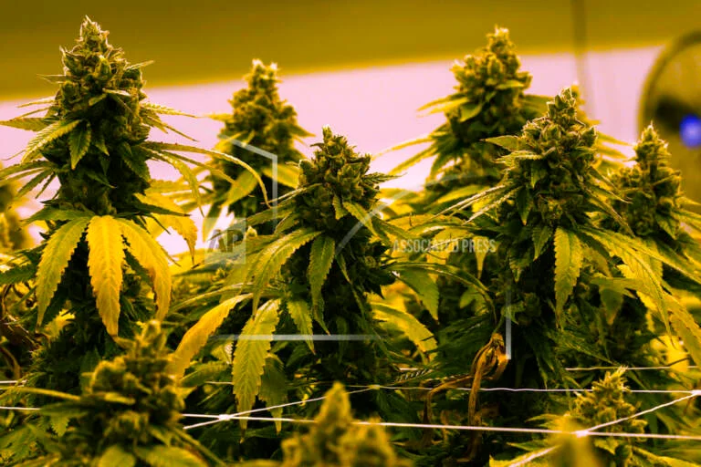 Delaware ernennt Joshua Sanderlin zum ersten Cannabis-Beauftragten