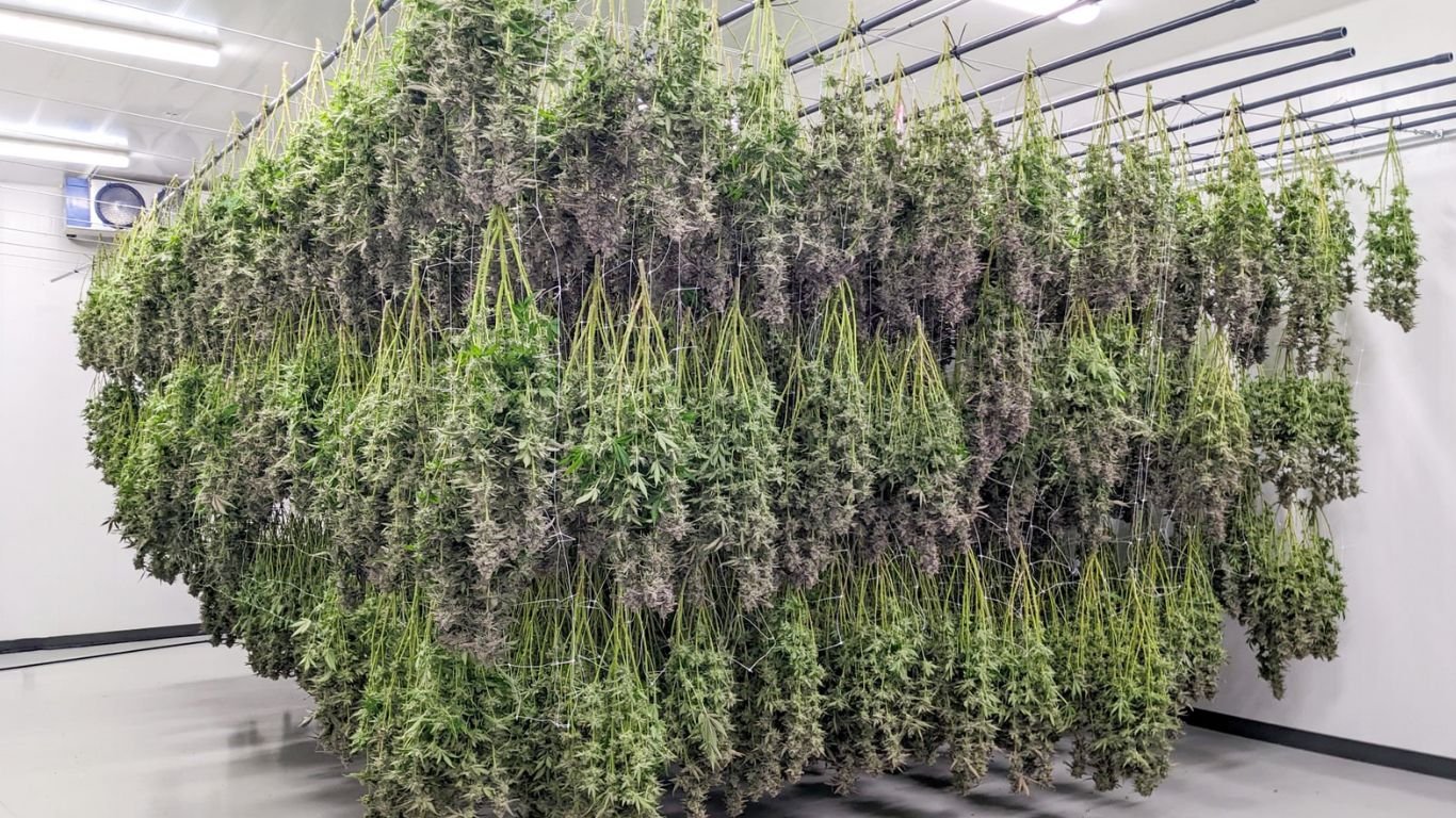 Kanadisches handwerklich hergestelltes Cannabis gewinnt auf den globalen Märkten an Zugkraft
