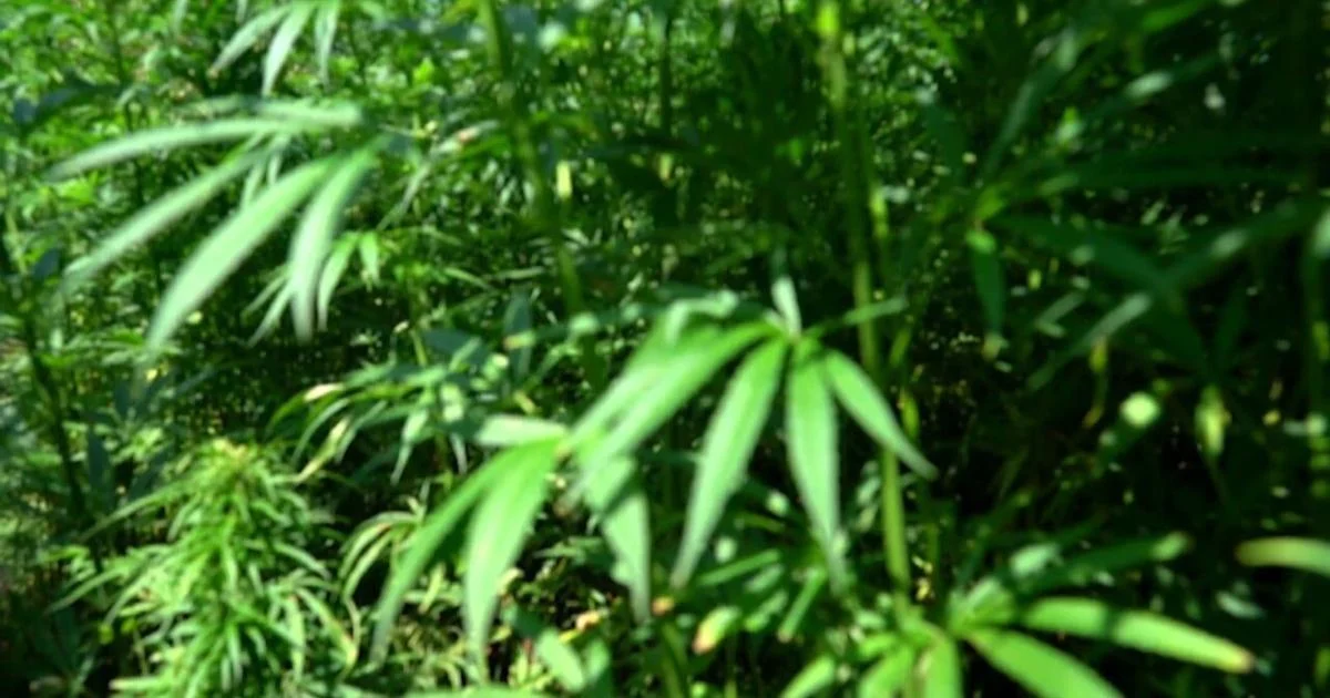 Cannabis for Conservation zahajuje program obnovy v Humboldtu