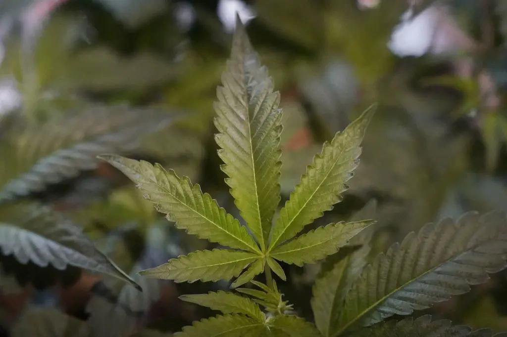 Colorado stahuje konopné produkty kvůli kontaminaci pesticidy