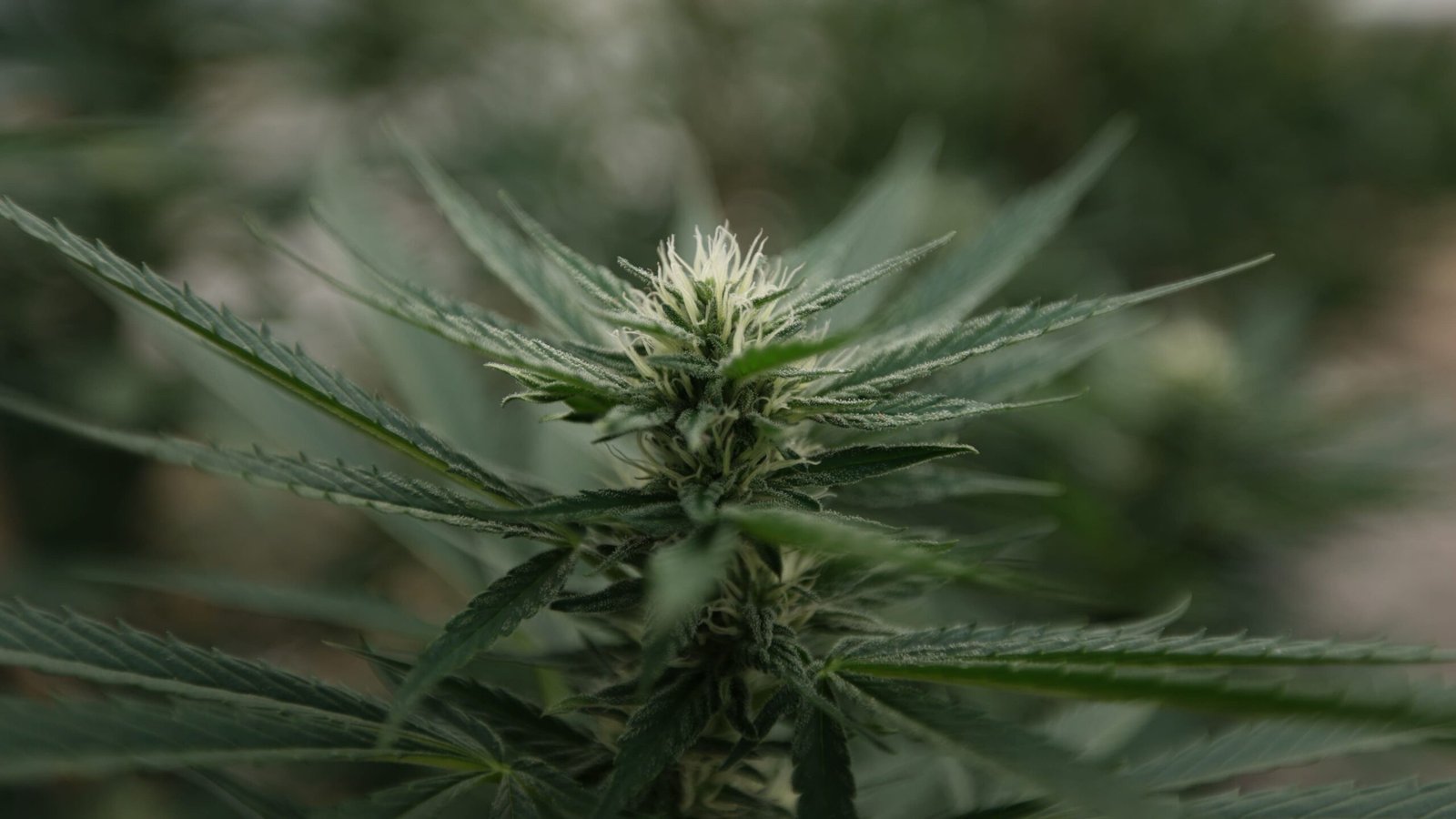 Congress Can Reschedule Marijuana Faster Than Biden’s DEA
