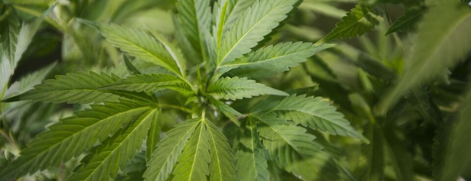 Gericht stellt fest, dass Cannabisfirma für Investitionsbetrug haftbar ist