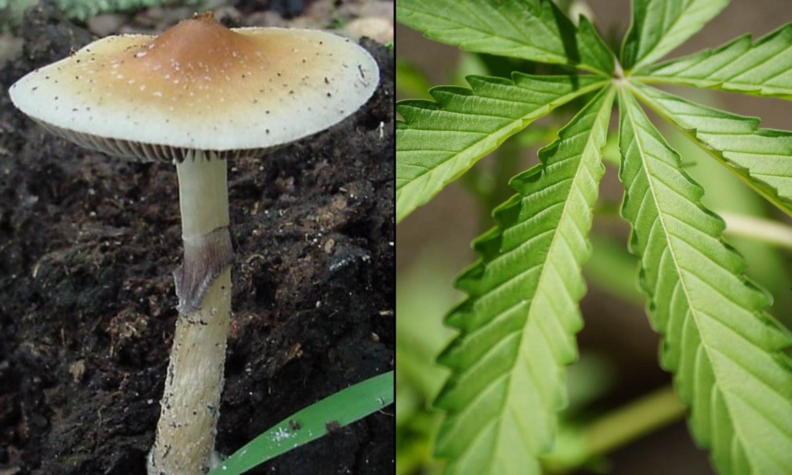 Los legisladores checos aprueban el cultivo doméstico de cannabis y el consumo de psilocibina