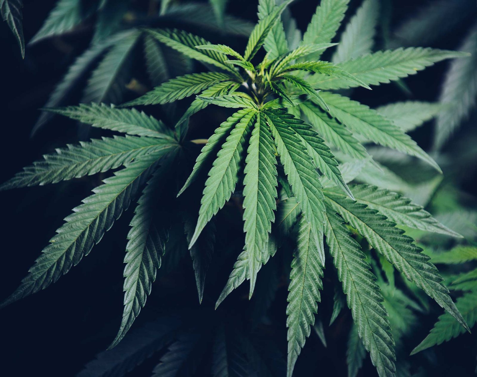Hemp-Derived THC Beverages Surge Amid Regulatory Changes