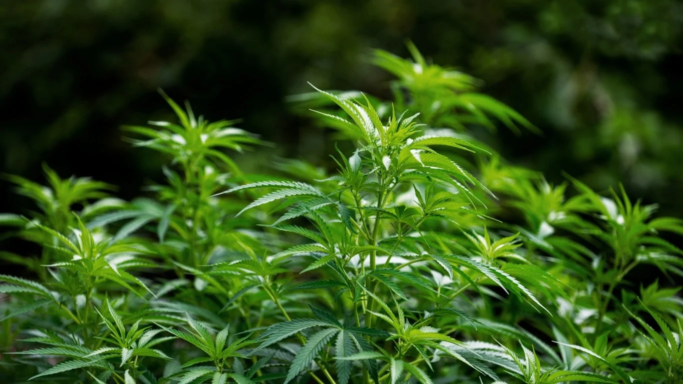 Marihuana-Konsum steigt in allen US-Bundesstaaten an