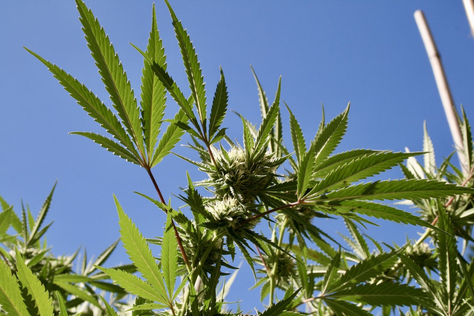Minnesota vergibt erste Lizenz für Cannabisgeschäfte zur Freizeitgestaltung