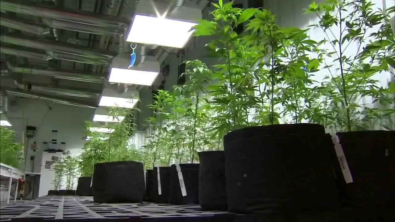 Minnesota issues first recreational cannabis cultivation license