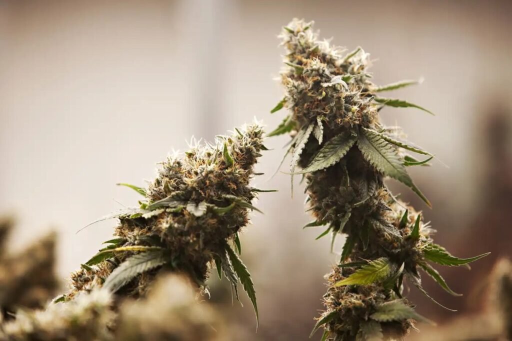 Minnesota's Cannabis Management Office Issues First License
