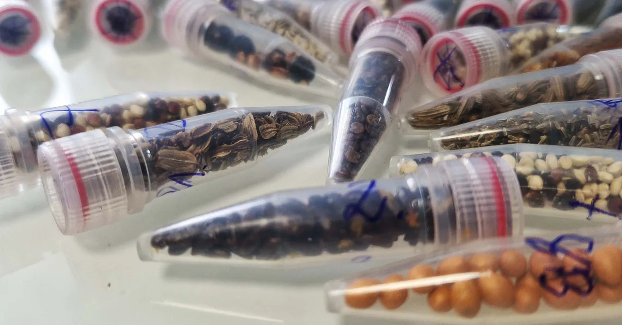 Scientists send cannabis seeds to space for research