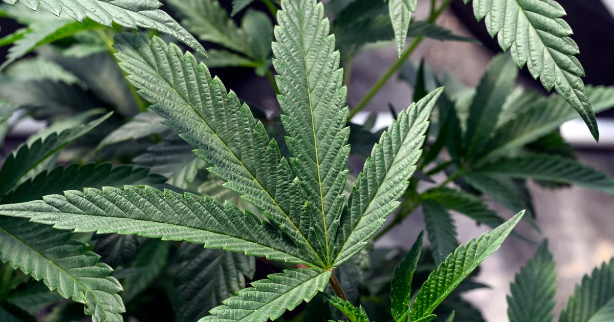 Studie bringt Cannabiskonsum mit erhöhter Sterblichkeit durch Herzkrankheiten in Verbindung