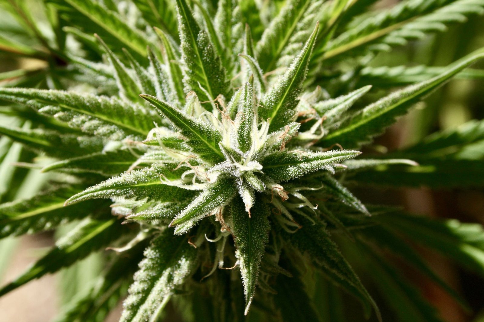 Texas expands medical cannabis program, awaits governor's approval