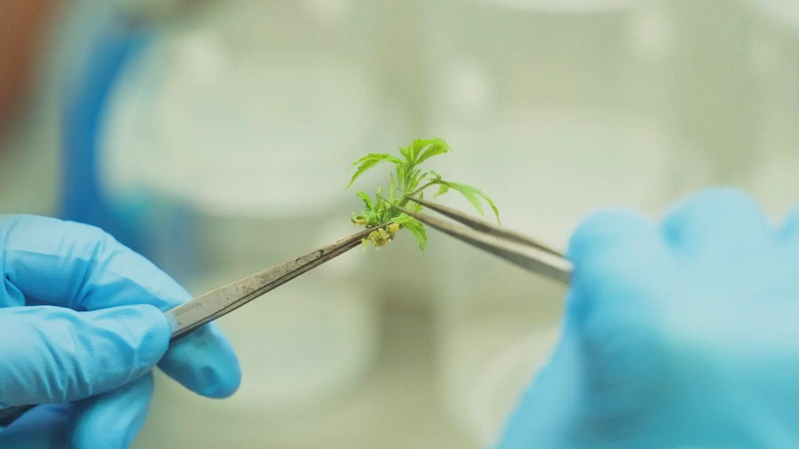 Triploid cannabis offers new cultivation opportunities